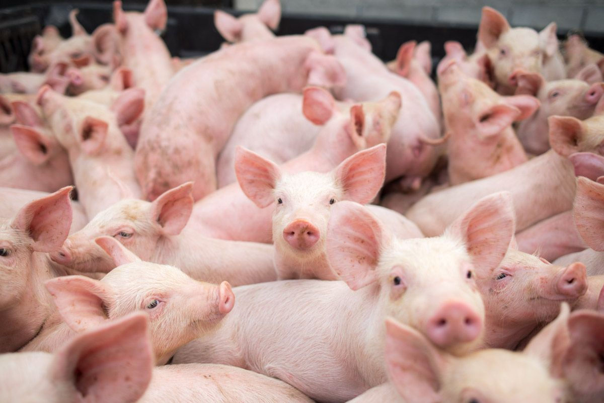 Peste 700 de porci au murit în urma unui incendiu la Grigoriopol.