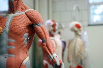Исследователи заявили об открытии нового заболевания мышц – миоглобинопатии.