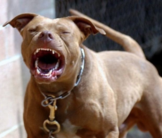 O femeie din Nisporeni, atacă de doi câini de rasă Pitbull. Foto: masslive.com