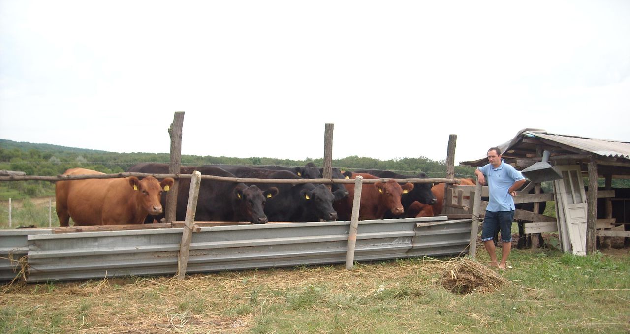 Doar 6% dintre bovinele din R. Moldova se află în ferme.
