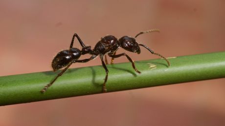 Insecta care îţi poate provoca hohote de plâns. Foto: publika.md