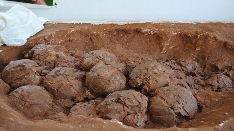 Ouă de dinozaur, descoperite în Ţara Haţegului. Foto: ziuaconstanta.ro