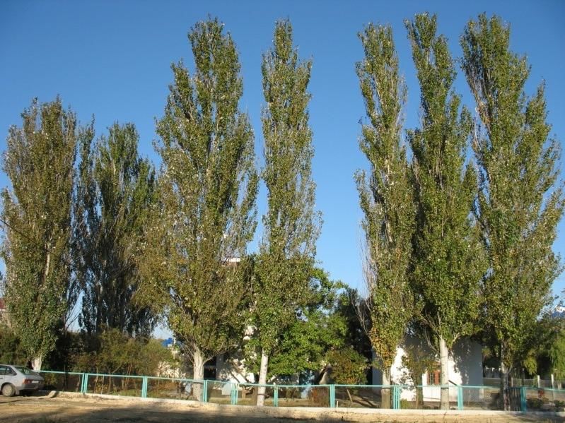 Copacul creştea chiar pe teritoriul unei grădiniţe de copii.