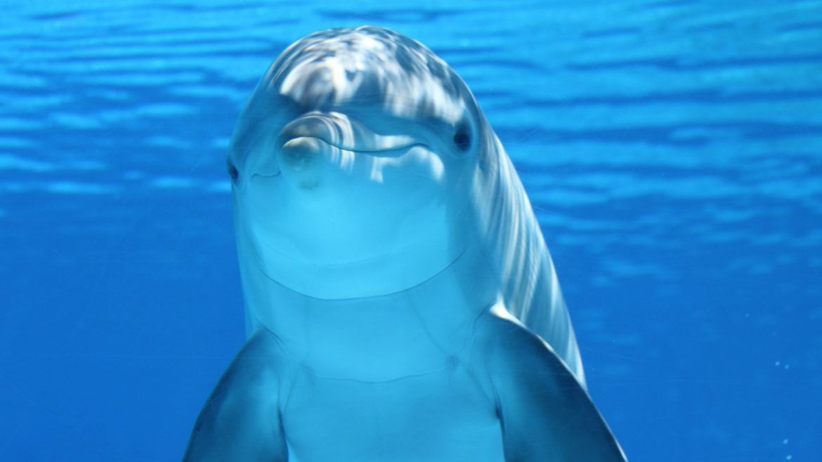 Descoperirea despre delfini care îți arată că se poartă fix ca oamenii. Foto: playtech.ro