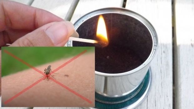 Cum să scapi de ţânţari şi muşte cu ajutorul cafelei.