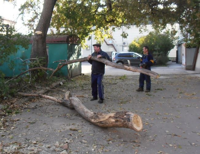 Муниципалитет очищает деревья на улице Дойна.