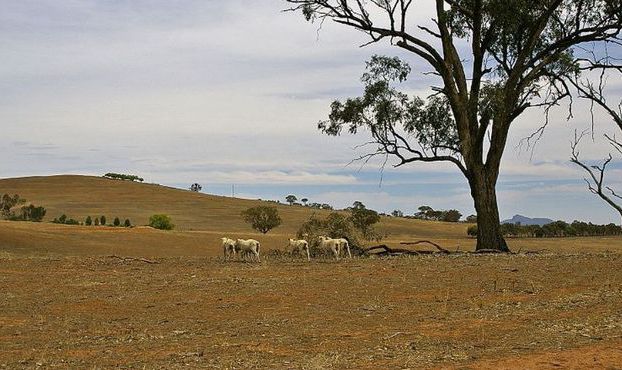 Temperaturile medii anuale din Australia au crescut cu circa 0.75 grade Celsius începând cu anul 1910. 