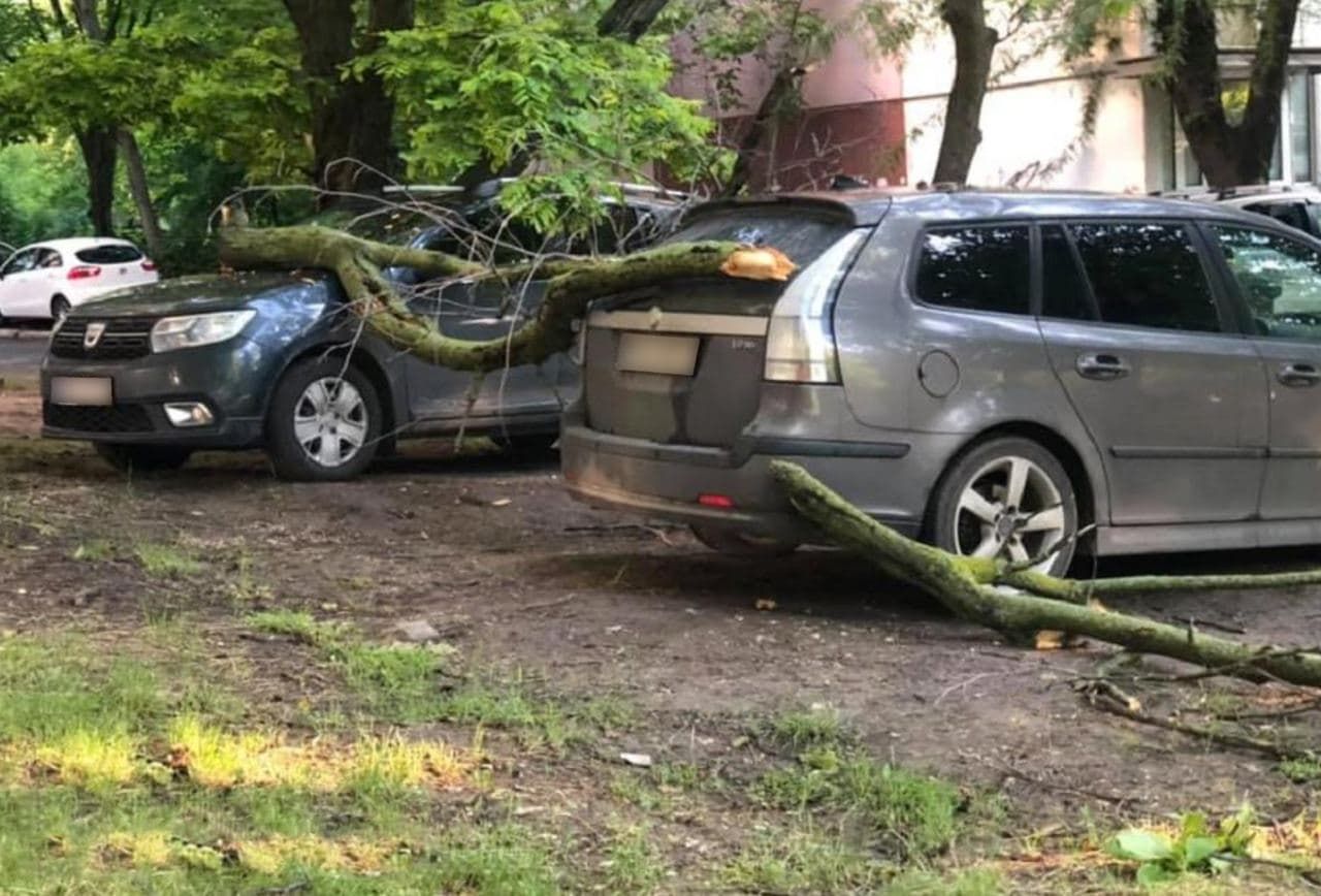 В столице упавшие ветки дерева повредили автомобили