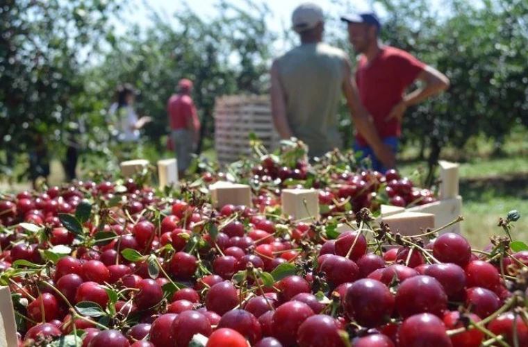 Record pentru R. Moldova: Exporturile de vișine cresc spectaculos. Țara urcă pe locul patru în lume.