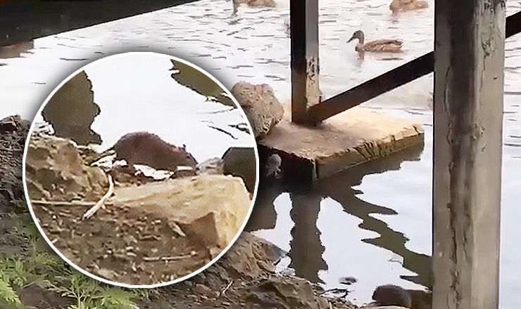 Крысы не боятся ни солнечного света, ни воды. 
