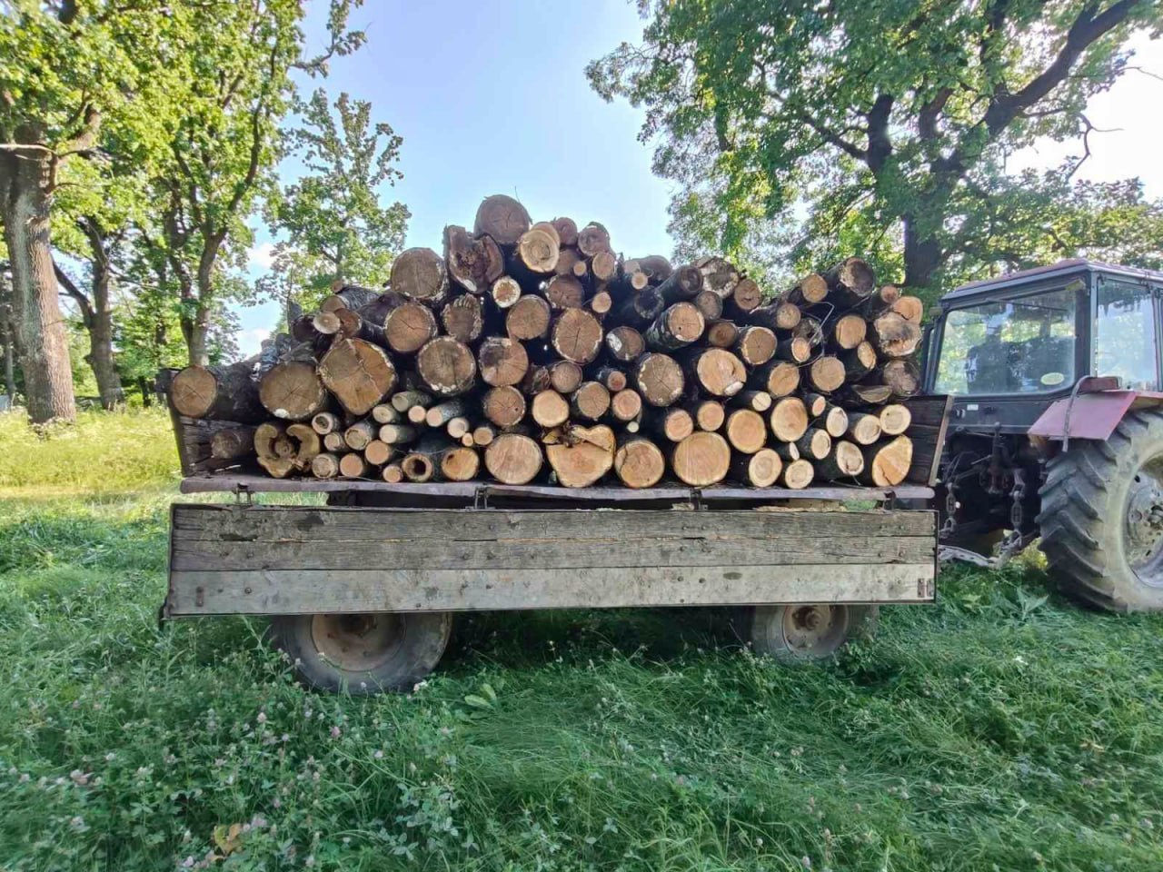 В Окницком районе местного жителя оштрафовали на почти 8 тысяч леев за вырубку 7 деревьев.