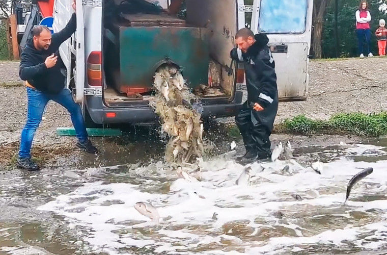 В два столичных озера выпущено около 2 тонн рыбы.