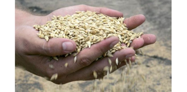 Potrivit ministrului Agriculturii, în anul curent cantitatea cerealelor recoltate este mai mică