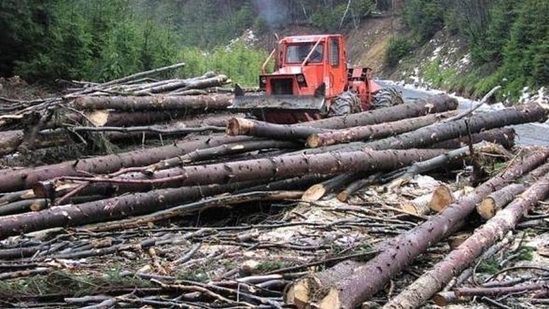 Defrişări ilegale: Hoţii de lemne au tăiat sute de arbori. Foto simbol: ActiveNews