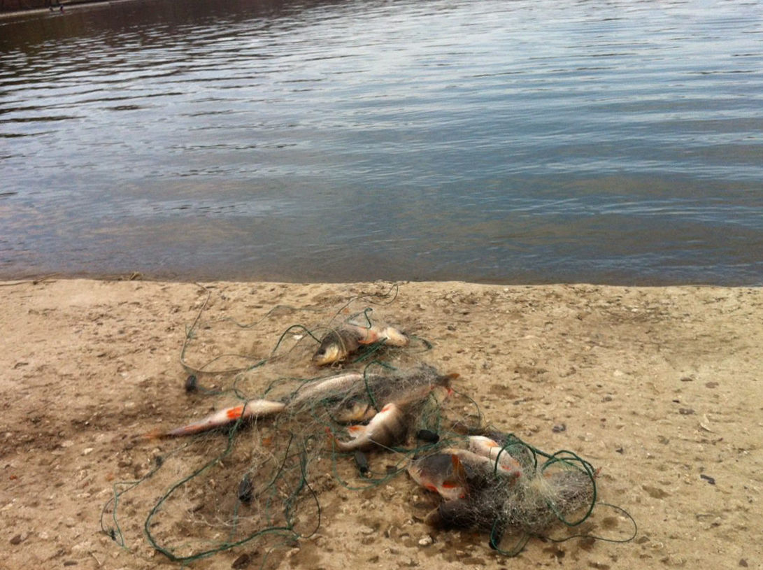 В озере парка Валя Морилор браконьеры ловят рыбу сетями.