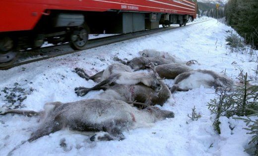 В Норвегии за несколько дней поезда сбили более ста северных оленей.