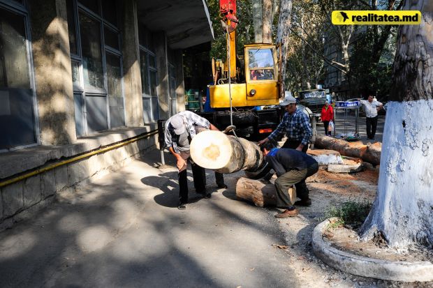 Restricţiile de circulaţie vor fi aplicate între orele 8.00 – 16.00, în legătură cu executarea lucrărilor de defrişare şi curăţare a arborilor.