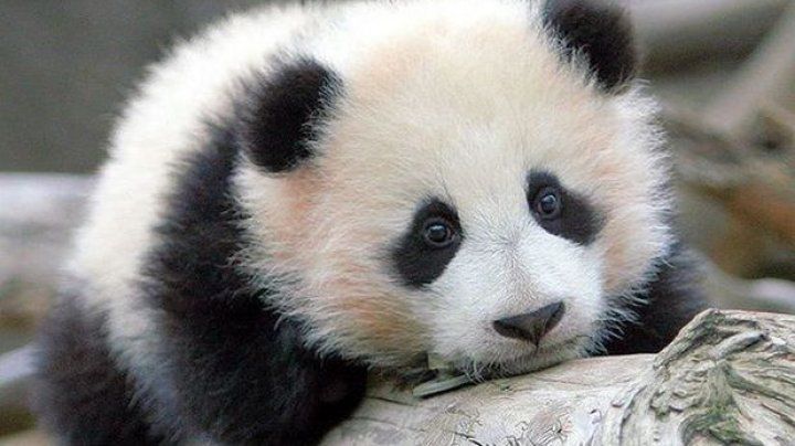 Un pui de panda uriaş repatriat cu avionul în China. 