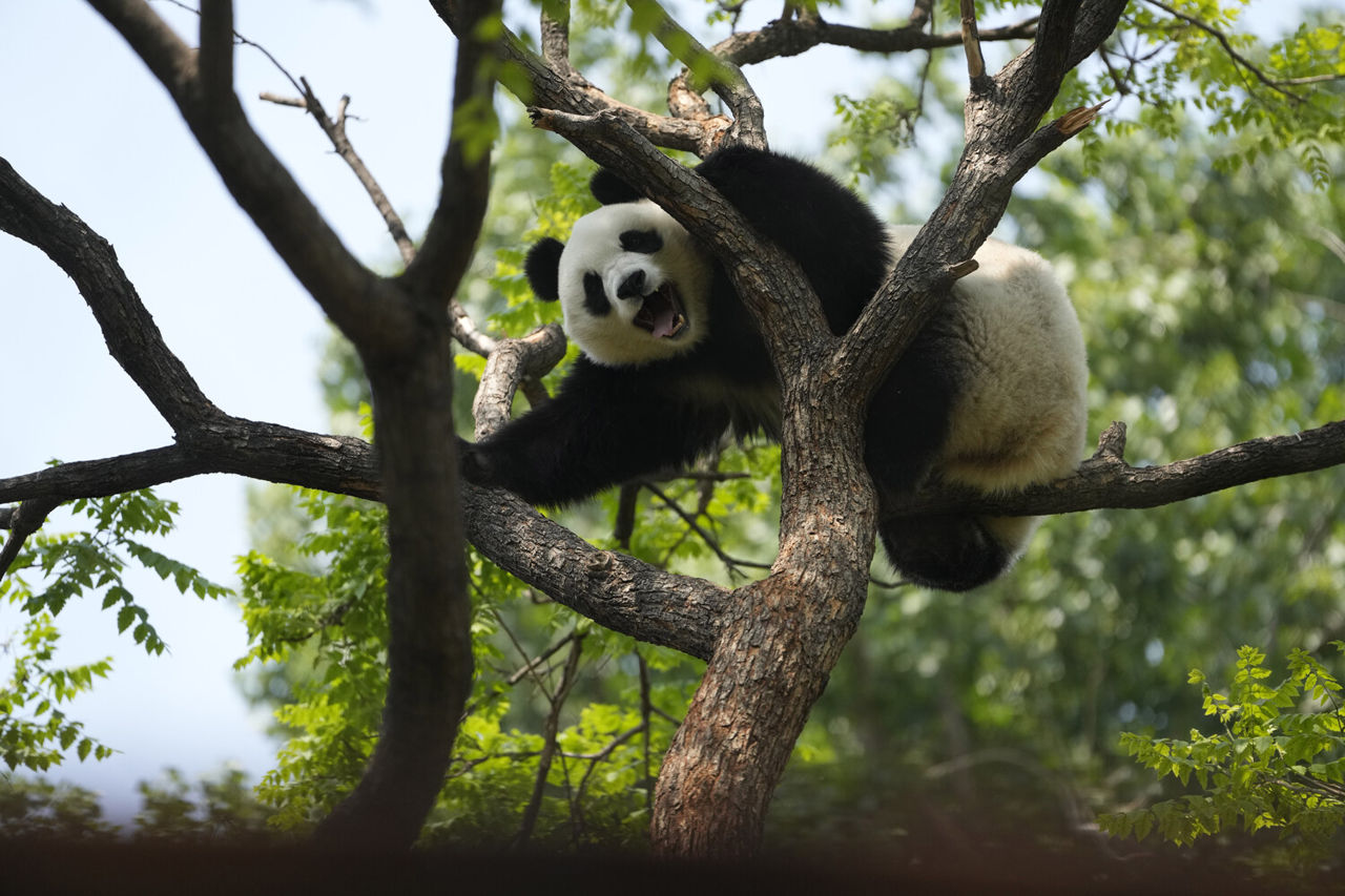 Oamenii de știință chinezi au descoperit cum s-au adaptat urșii panda la dieta cu bambus.