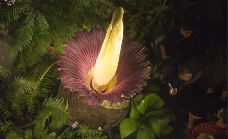 Specialiştii spun că Titan Arum înfloreşte o dată la 40 de ani.