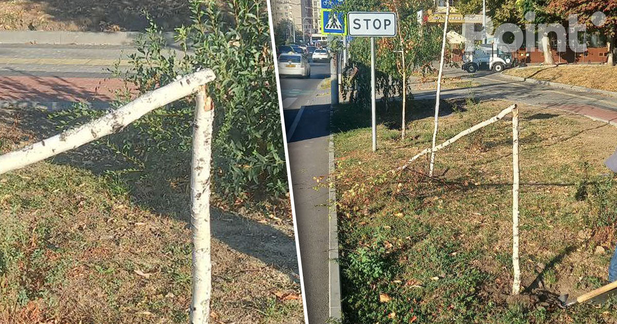 Mai mulți arbori de mesteacăn de pe strada Ciuflea din Capitală au fost rupți.
