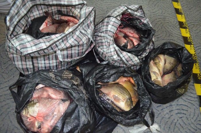 Peste 130 kg de peşte fără documente legale au fost confiscate de polițiștii de frontieră gălățeni. Foto: Itpf Iasi
