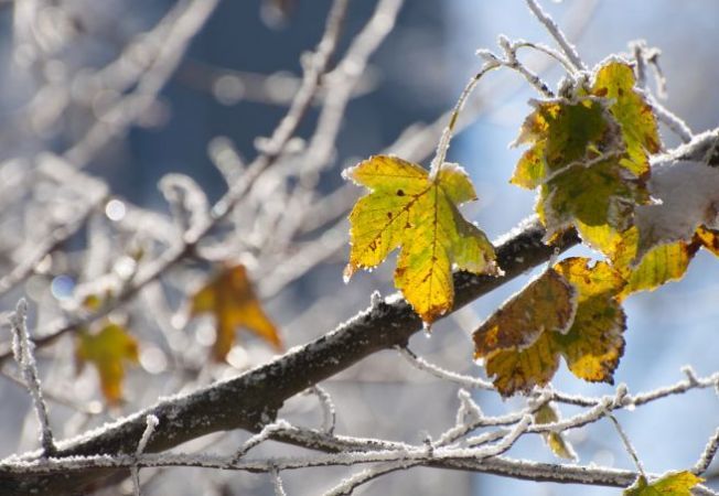 Serviciul Hidrometeorologic de Stat a emis cod galben de îngheţuri în toată ţara. Foto: acasa.ro