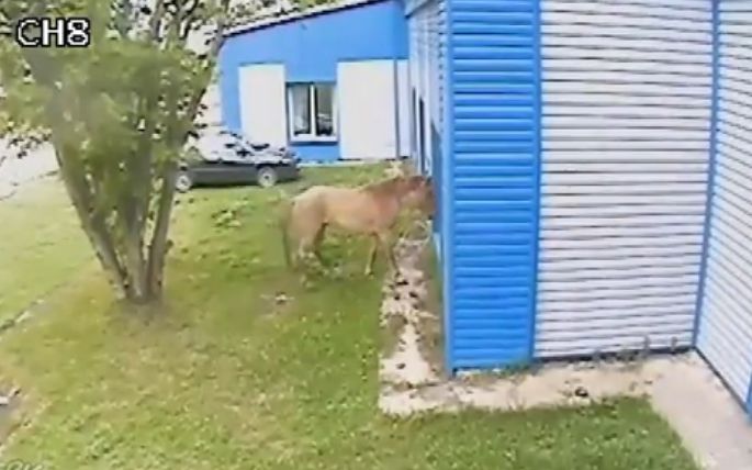 Неадекватное поведение коня связано с тем, что недавно он подрался с другим жеребцом из-за самки.