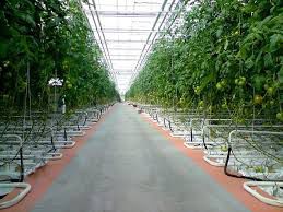 Legumele frunzoase sunt ambalate în mod steril şi se distribuie cu succes în reţelele de comerţ.  Foto: moldova.org