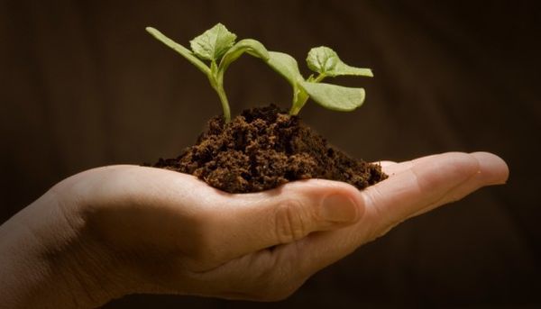 Agricultorii au primit 420 de milioane de lei, ca subvenții. 