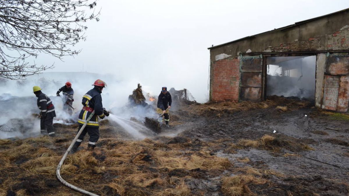 В пожаре на ферме в Леово погибли 35 овец.