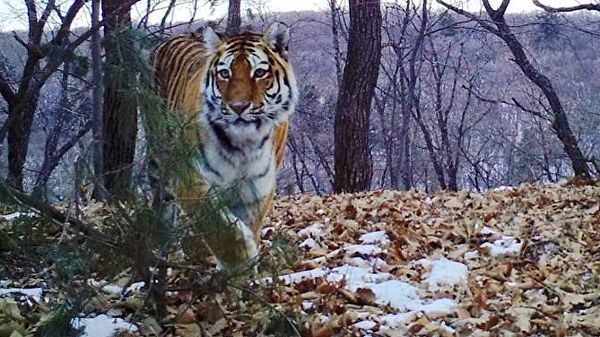 Большие кошки привлекают в Приморье туристов из разных стран.