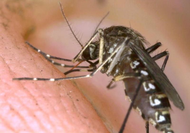 Până în prezent se credea că virusul Zika era transmis doar de specia Aedes Aegypti, o specie mai rară de țânțari, responsabilă de febra Dengue și boala Chikungunya.