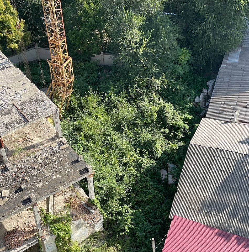 Примэрия Кишинёва разработала план действий по борьбе с амброзией.