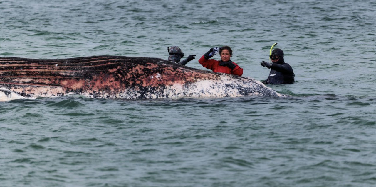 Balena Timmy, salvată din apele puțin adânci de pe coasta Germaniei, a murit.