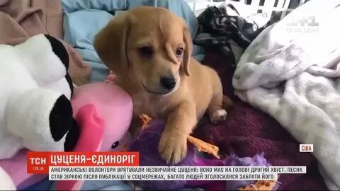 В США нашли щенка с хвостом на лбу.