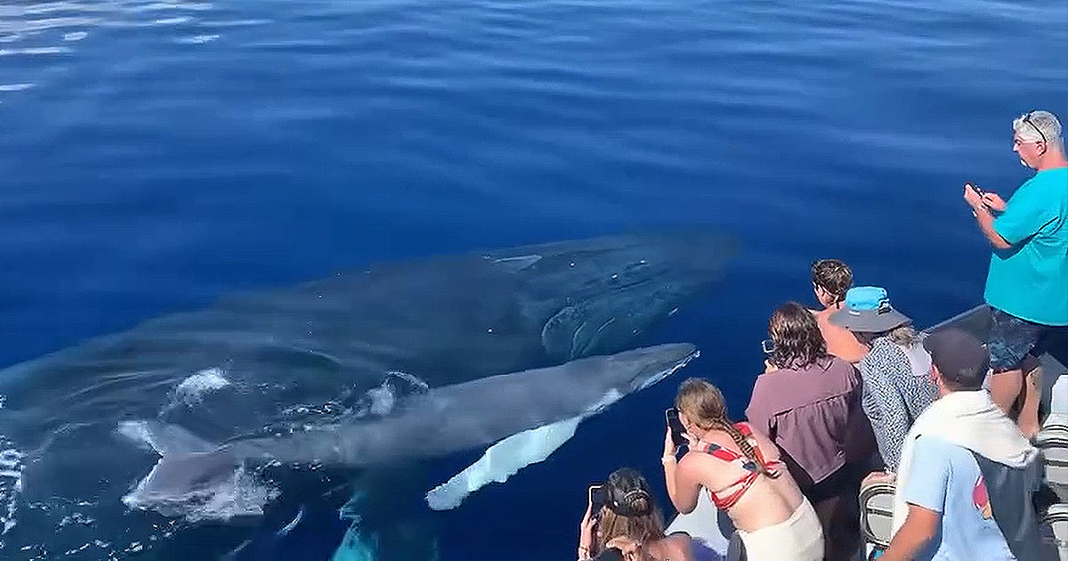 На Гавайях горбатый кит вместе с мамой приплыл "поздороваться" к пассажирам.