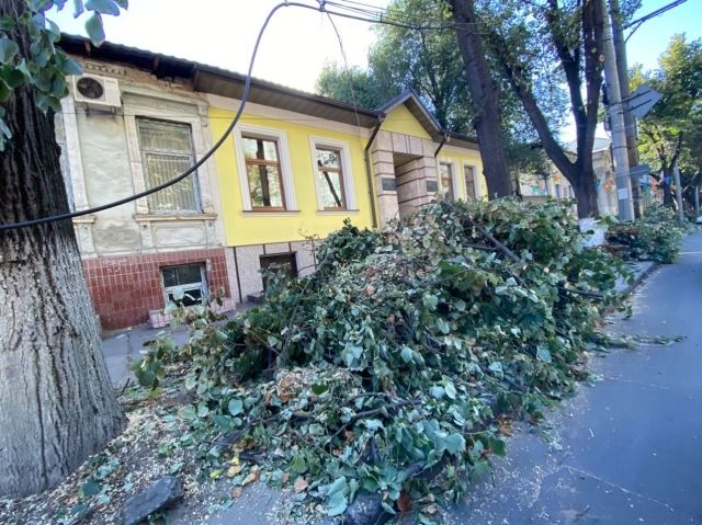 В столице на многих улицах проводится чистка и вырубка деревьев.