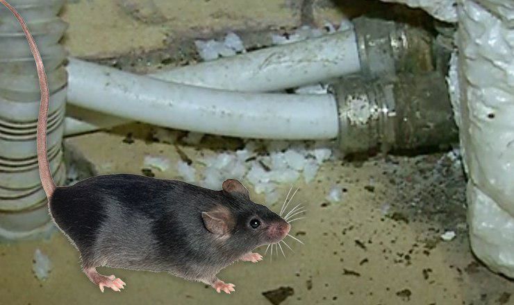 Жилой дом на Старой почте заполонили крысы.