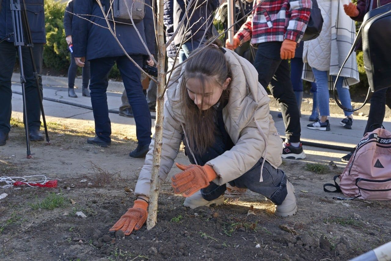 Восстановлена березовая аллея на улице Чуфля.