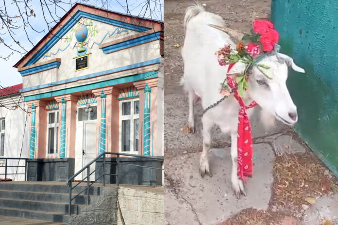 В одну из молдавских школ на «первый звонок» пришла лишь козочка Муся.