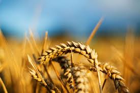 С 65% площадей уже было убрано 77 тысяч тонн пшеницы. Фото: farming.by