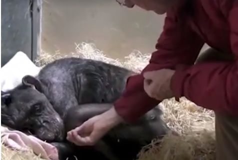 Gestul uluitor făcut de un cimpanzeu înainte să moară.
