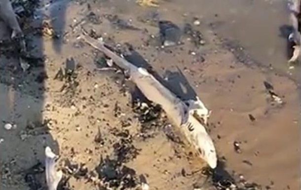 В Британии на пляж вынесло сотню мертвых акул.