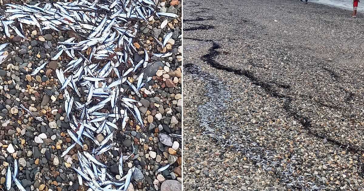 В Уэльсе "миллионы" прыгающих рыб выбросило на берег.