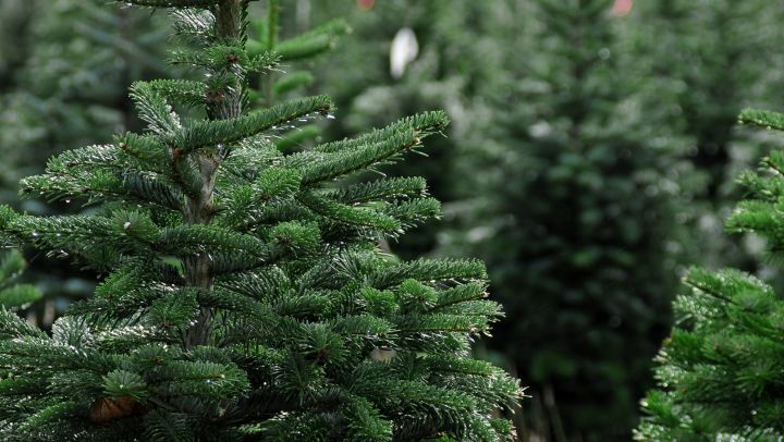 Frumoşi şi arătoşi: Brazii naturali sunt tot mai solicitați