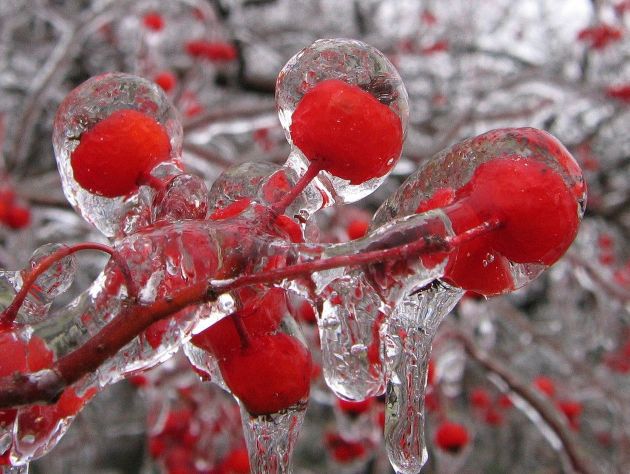 В конце недели днем нас ожидает максимальная температура между +11 °C и +13 °C. Фото: wikipedia.org