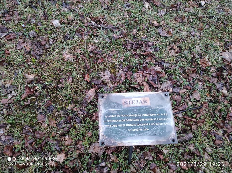 В парке у Дома национальностей восстановят таблички у деревьев диаспоры.