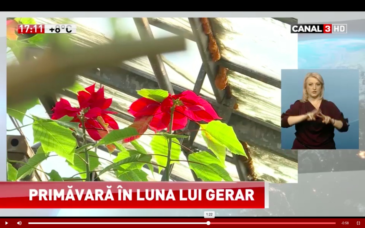 Primăvară în plină iarnă, la Grădina Botanică din Capitală. 