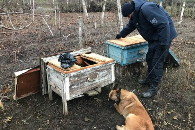Служебная собака обнаружила психотропные вещества в пчелином улье.
